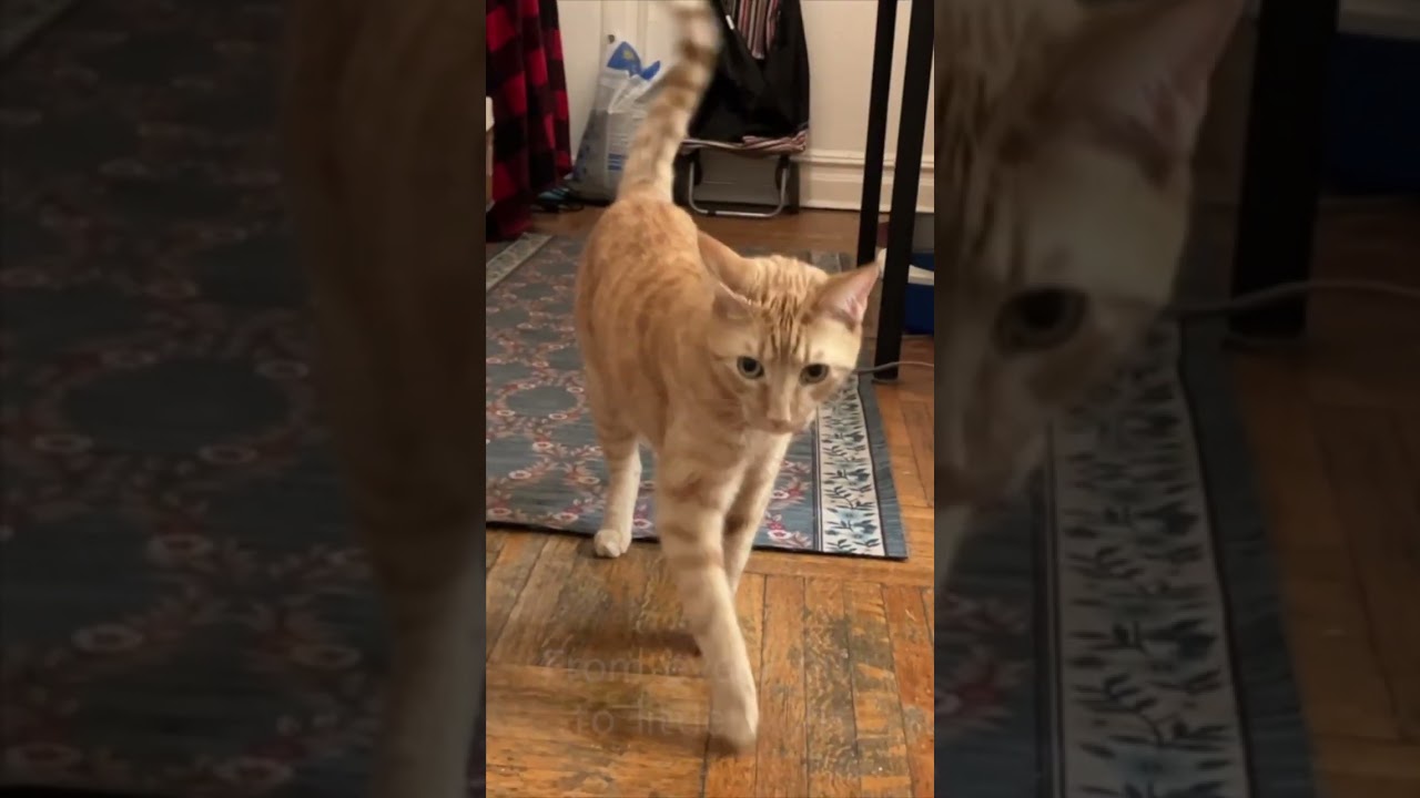 👆👆 🐱 ORANGE CAT SONG: Gnocchi’s Acoustic Tribute to Maddy | Best Personalized Pet Music Video 2026