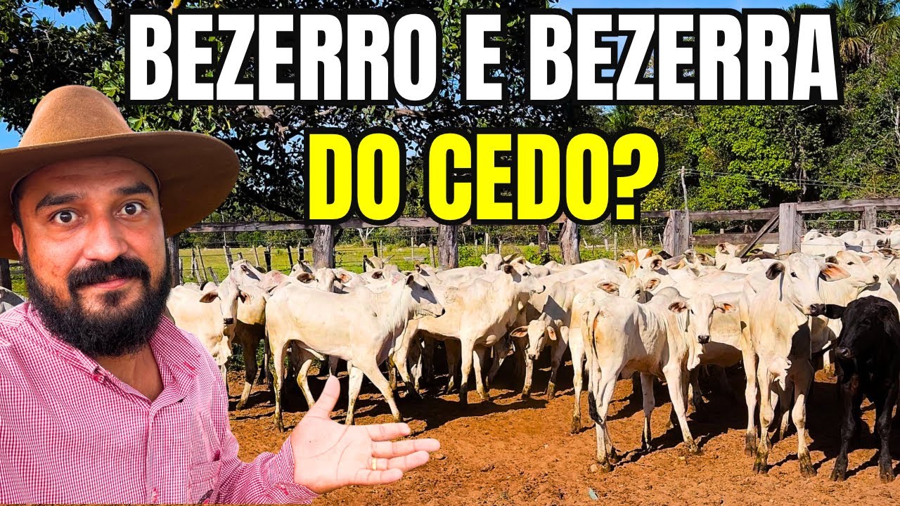 VOCÊ PRECISA SABER QUAL O MELHOR MOMENTO PARA COMPRA BEZERRO