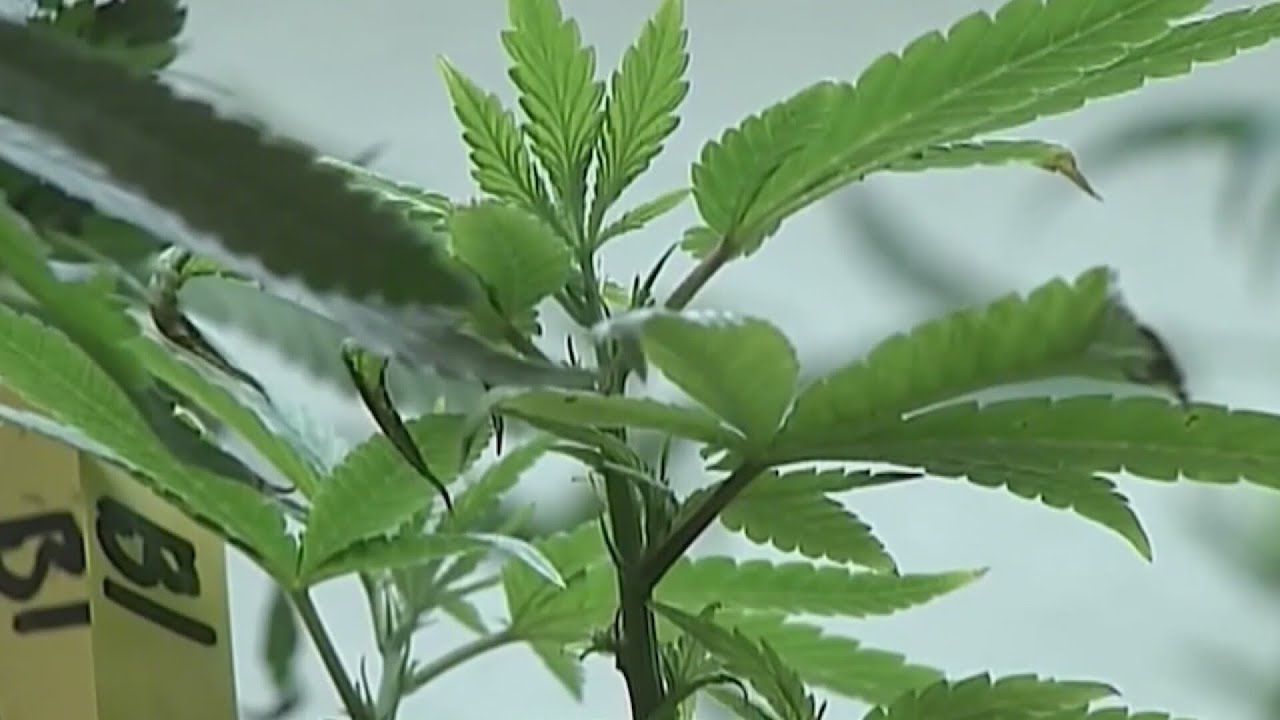 Cannabis hyperemesis syndrome cases surge in Virginia ERs