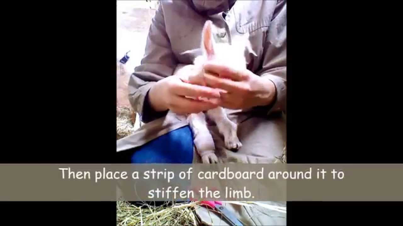 Goat Care Pt. 5:  Contracted Tendons in Kids