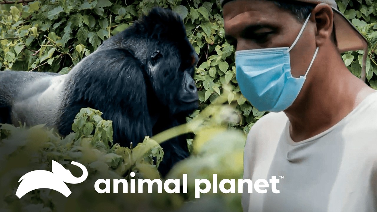 Protegendo o que ainda resta | Wild Frank: Gorilas | Animal Planet Brasil