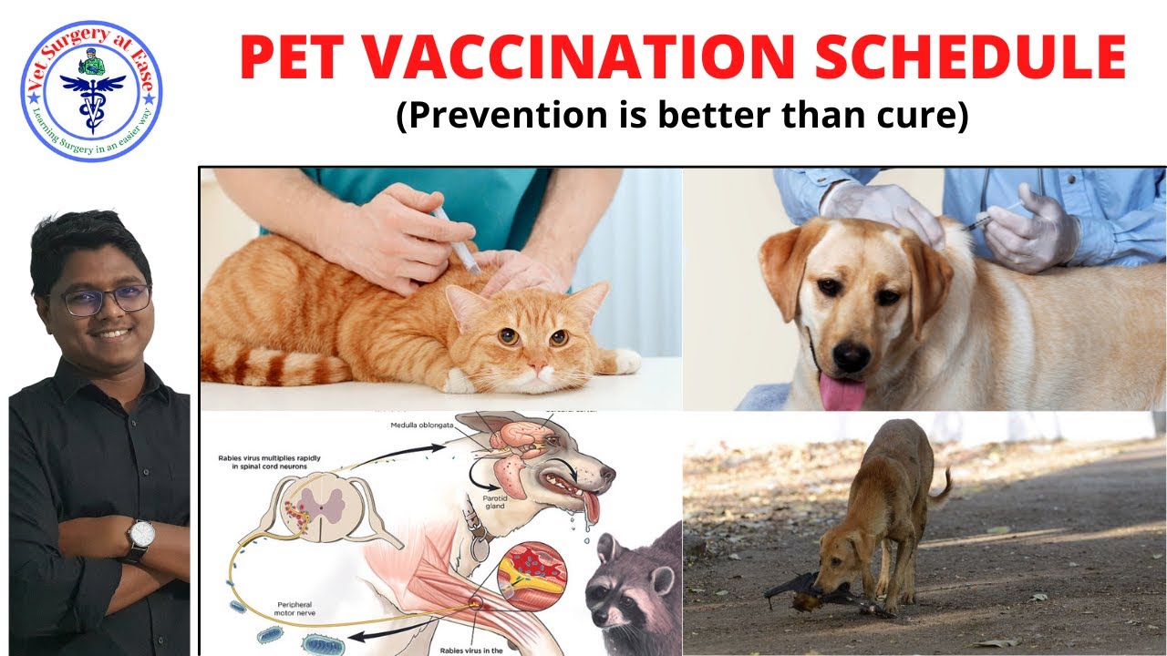 Pet Animal Vaccination | Pet Care | Lecture 02
