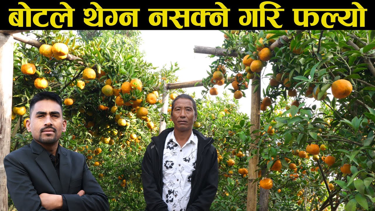 बोटले थेग्न नसक्नेगरि सुन्तला र जुनार फलेपछि दंग छन् प्रेम,एकै सिजनमा १३ लाख आम्दानी