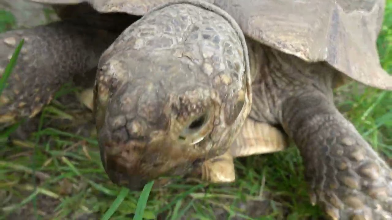 Tortoise