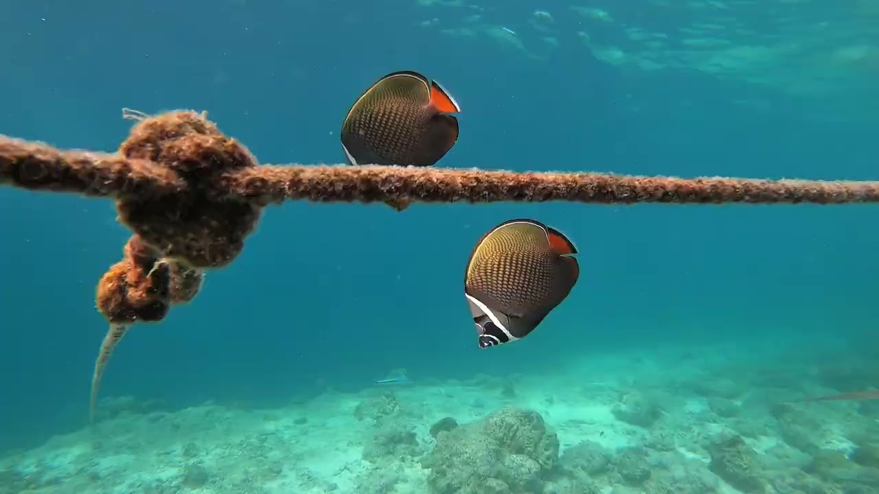 Maldives 2026