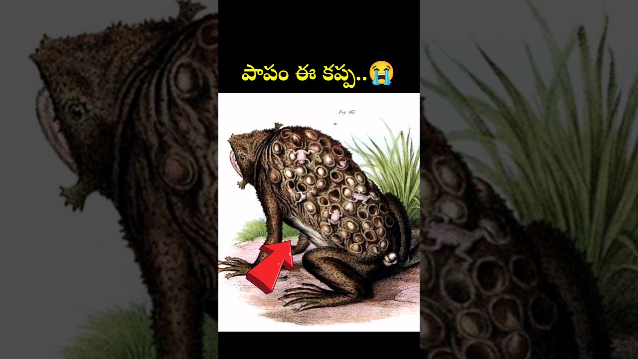 Interesting facts about animals, #shorts  #telugu  #interestingfacts