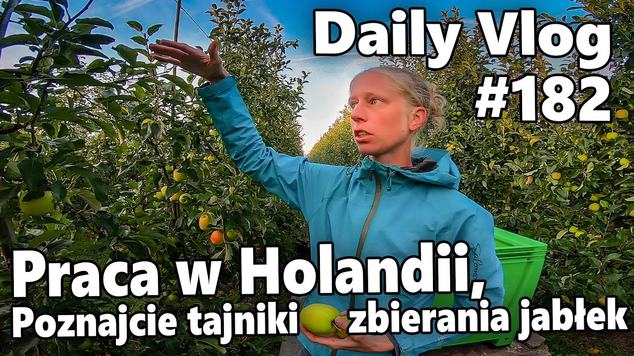 Praca w Holandii. Poznajcie tajniki zbierania jabłek | #182 Daily Vlog