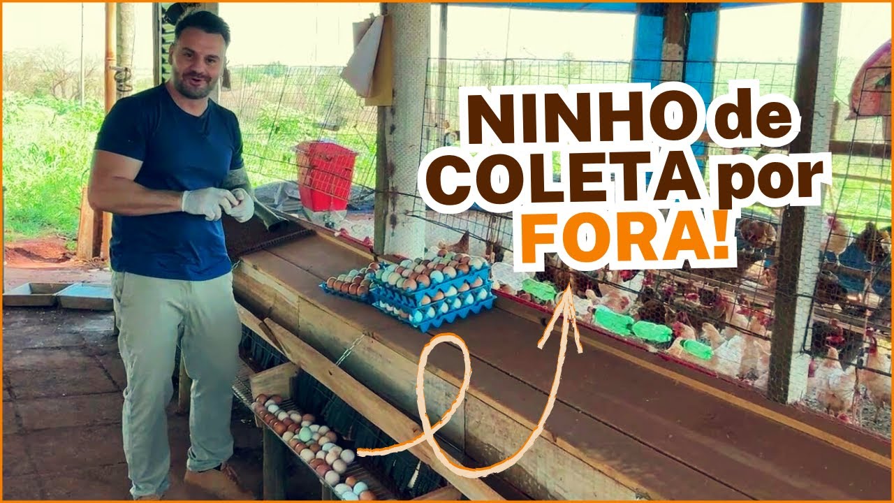 Ninho Externo para Galinhas: O Que Realmente Funciona para Ovos limpos