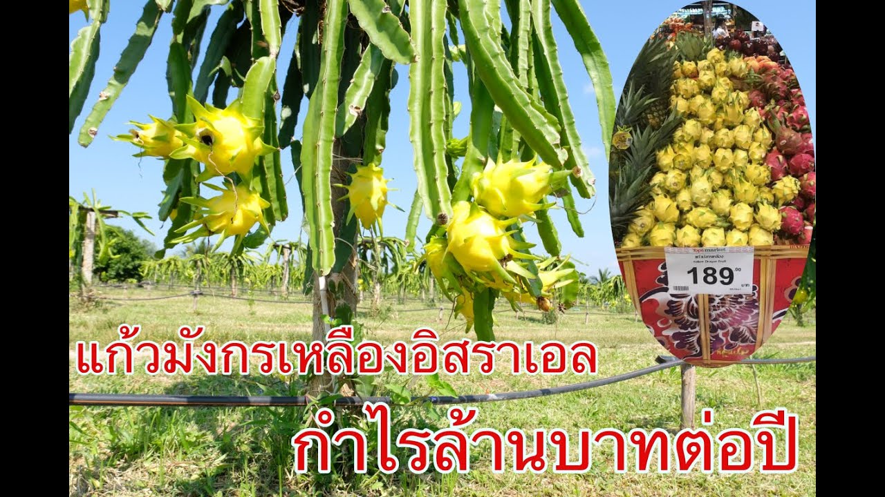 พามาชมแก้วมังกรเหลืองอิสราเอลที่กำลังเป็นที่ต้องการของตลาดรายได้ไม่ต่ำกว่าล้านบาทต่อปี