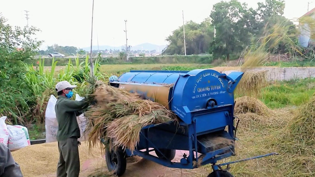 máy tuốt lúa đồng quê country rice thresher machine