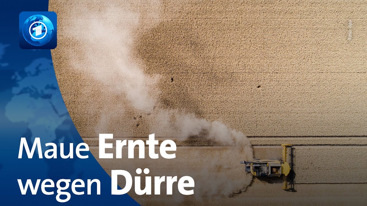 Anhaltende D&uuml;rre wirkt sich negativ auf Ernte aus