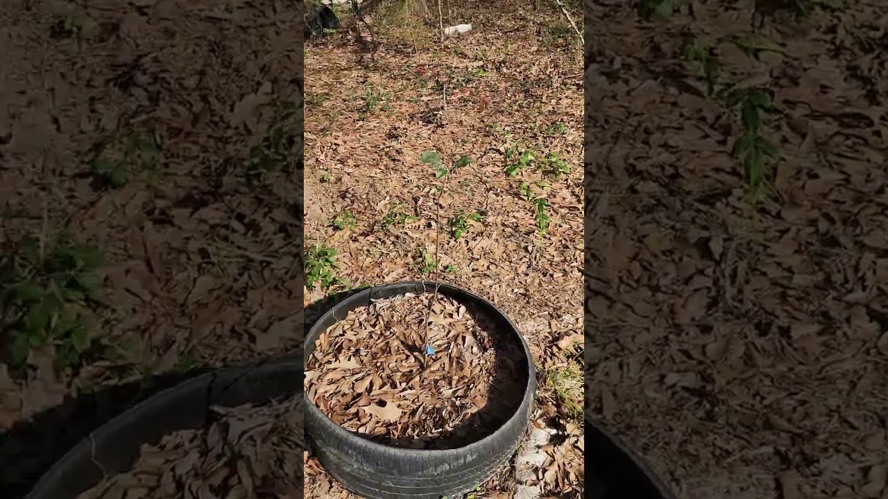 Apple and mullberry rootstock digging and replanting/potting #graftingfruittrees #propagation 