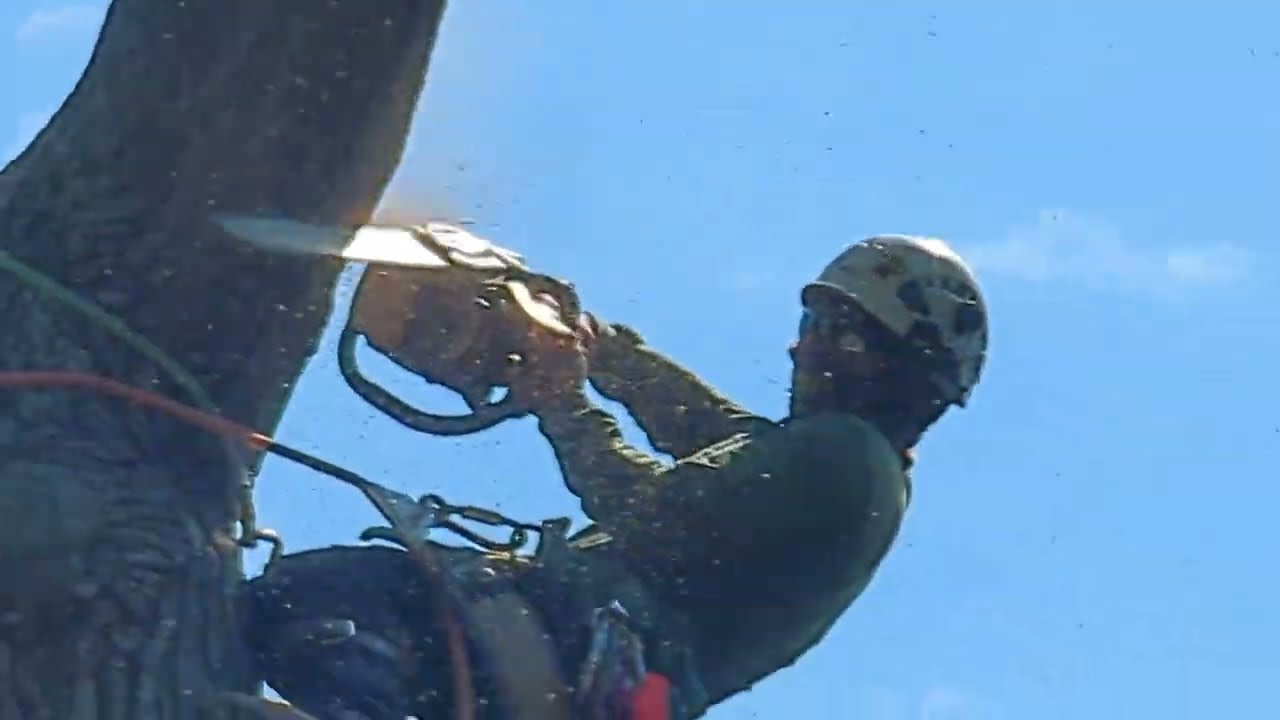 Royal Tree Service  highlights
