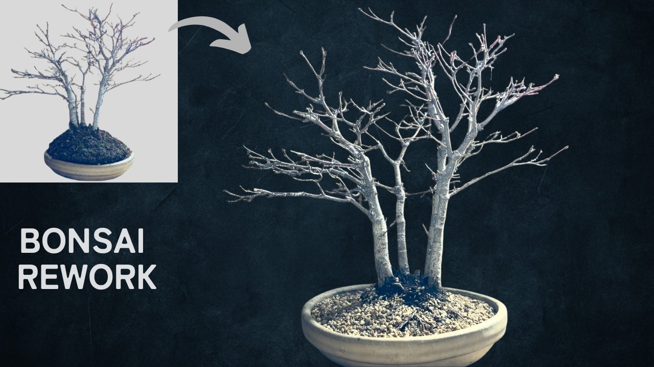 Bonsai ASMR | Cutting Back Overgrown Roots