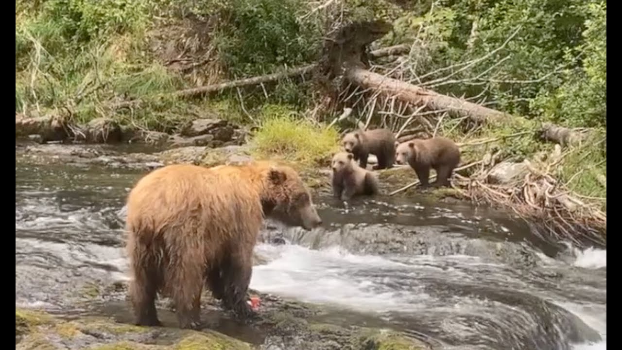 Russian River Bears, 2022
