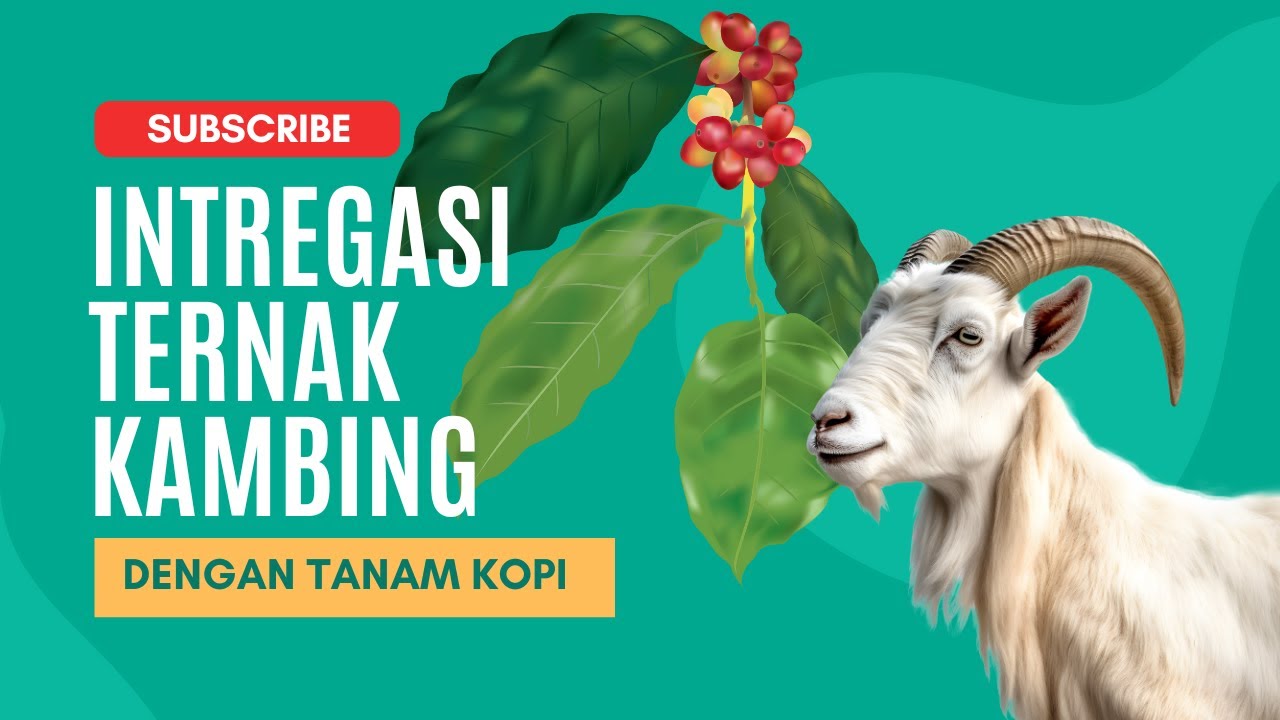 INTREGASI TERNAK KAMBING DENGAN TANAM KOPI #bayudiningrat  #bayusehatmandiri #pelatihanbsm B4