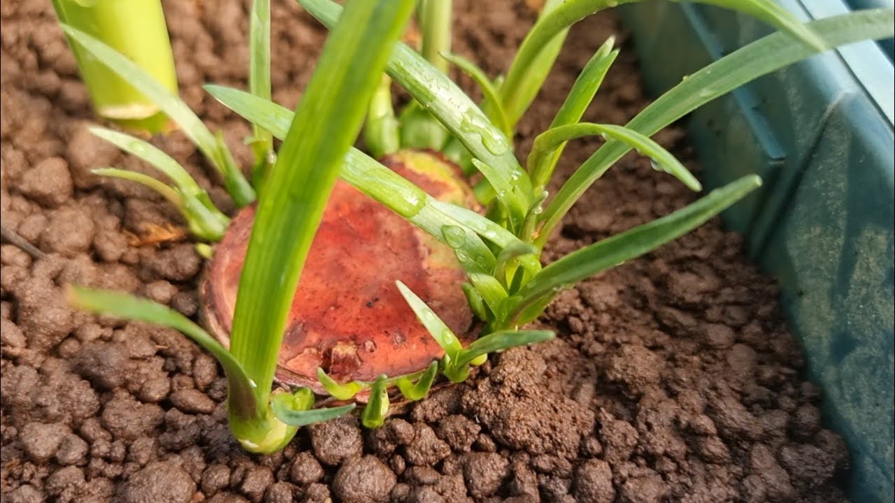 Amaryllis | propagating amaryllis: the best way to multiply lily orchids fast