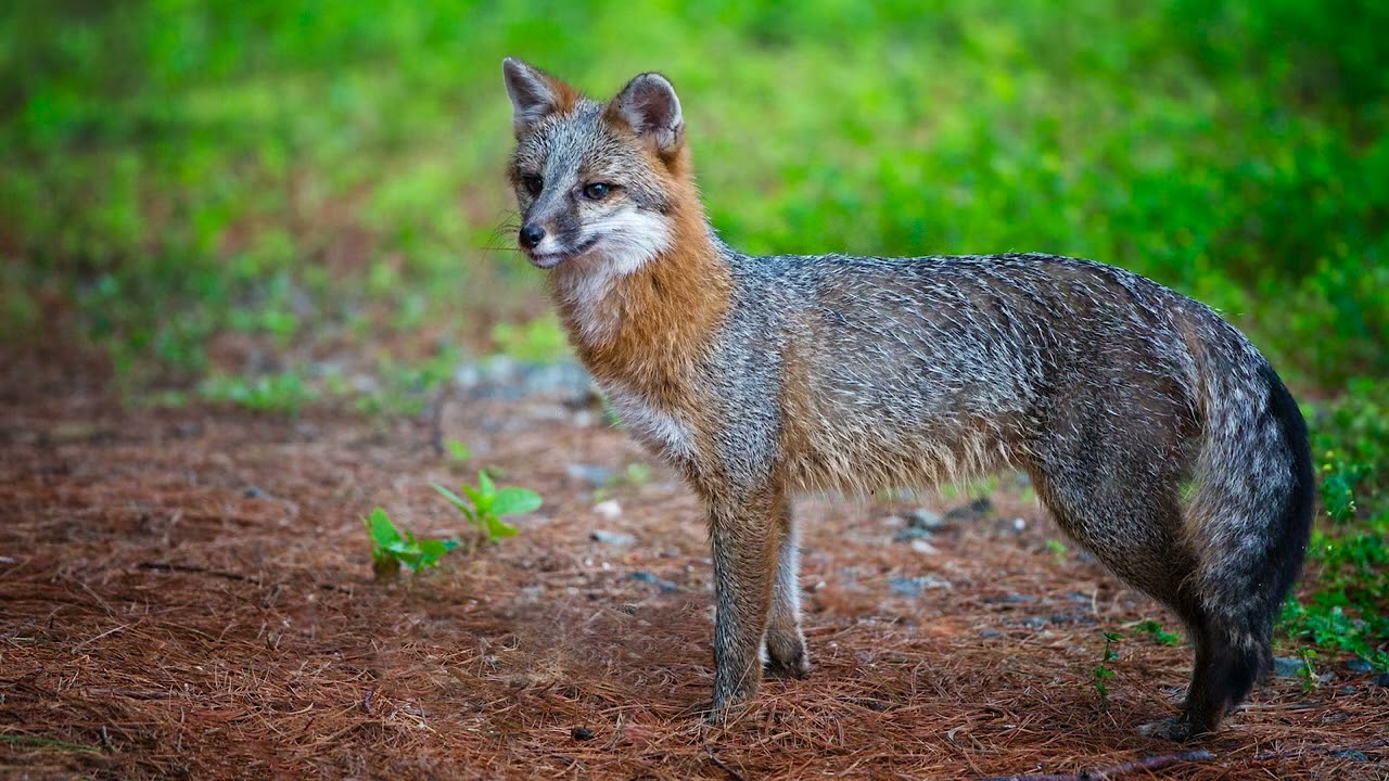 Gray Fox Calling 10-09-22