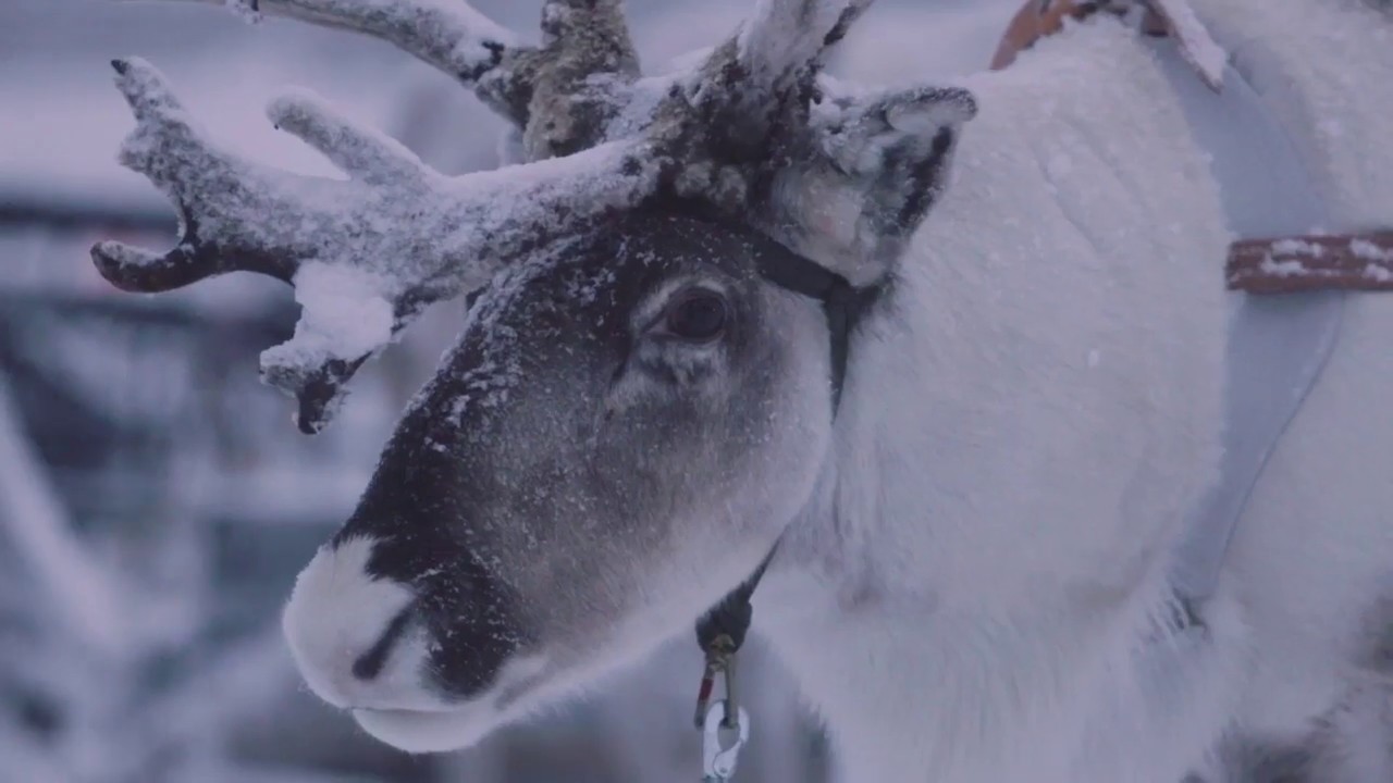 Lapland Staff & Lapland Safaris - Joulusesonki
