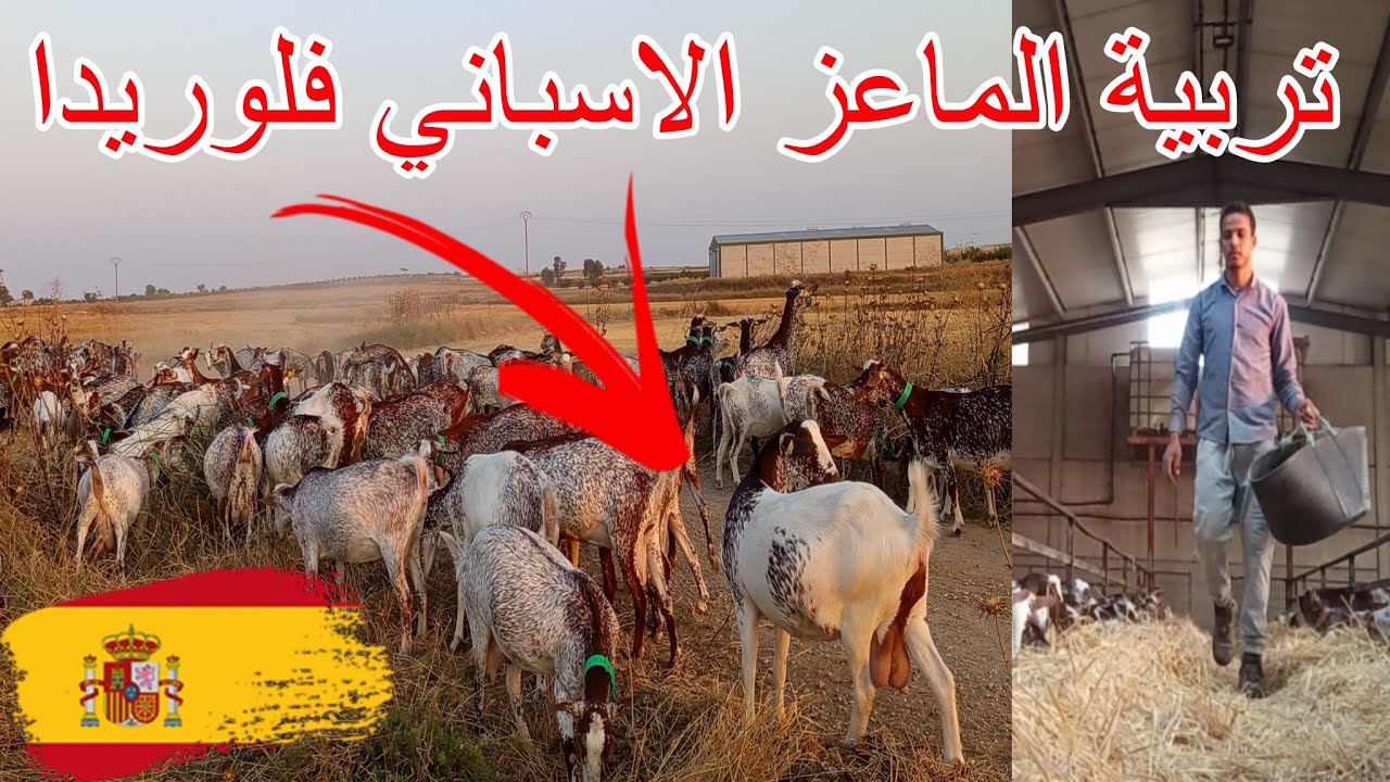 اعطاء الاعلاف للماعز باسبانيا 🐐🇪🇸هكذا يمر يوم عملي في تربية الماعز الحلوب فلوريدا احسن المشاريع 