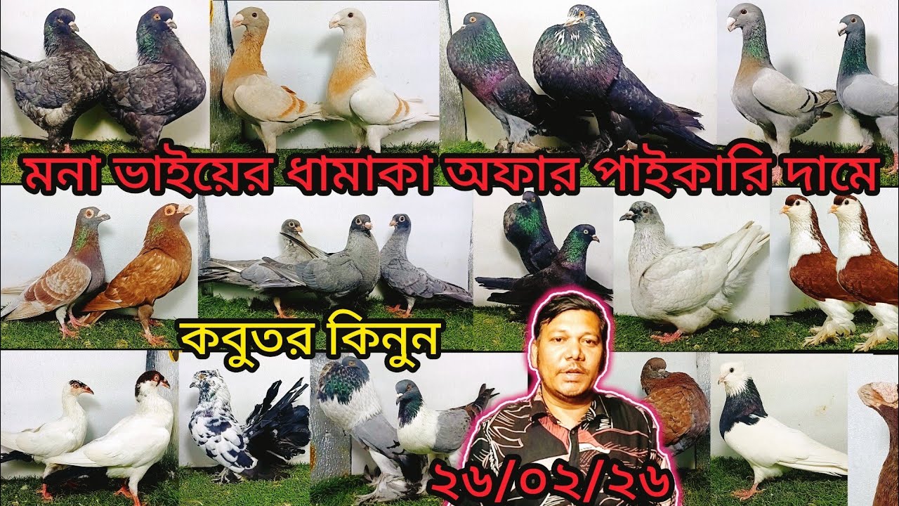 মনা ভাইয়ের ধামাকা অফার পাইকারির চেয়ে কম দামে | pigeon video | কবুতর | fancy pigeon |