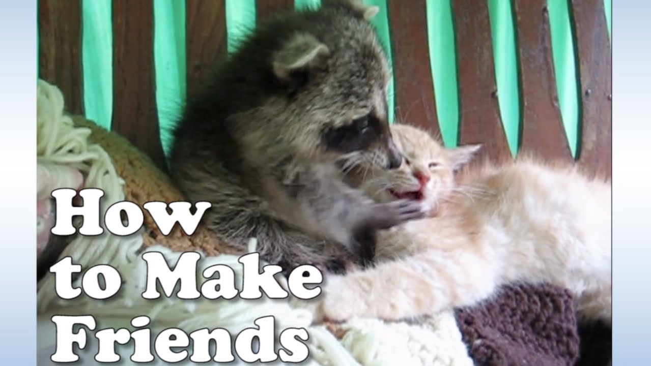 How To Make Friends: By Petsami