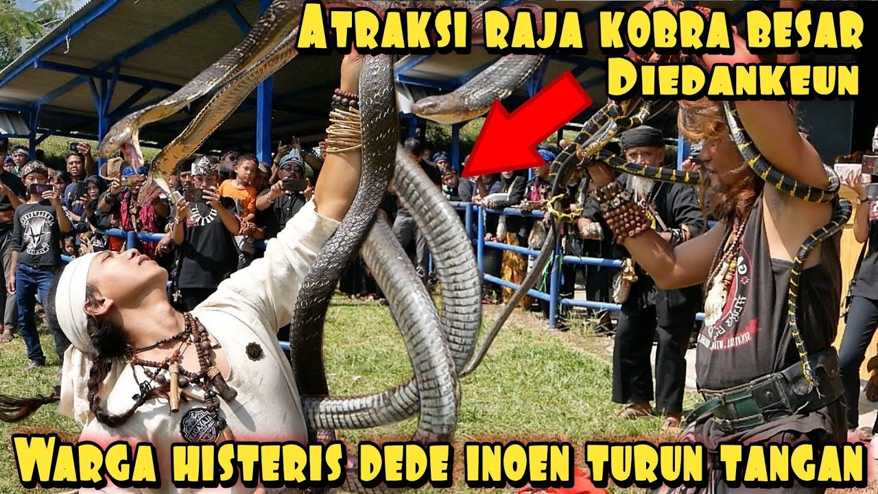 WARGA HEBOH TARZAN ATRAKSI PULUHAN KING KOBRA