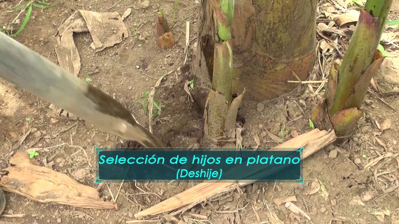 Cómo Deshijar Plátano