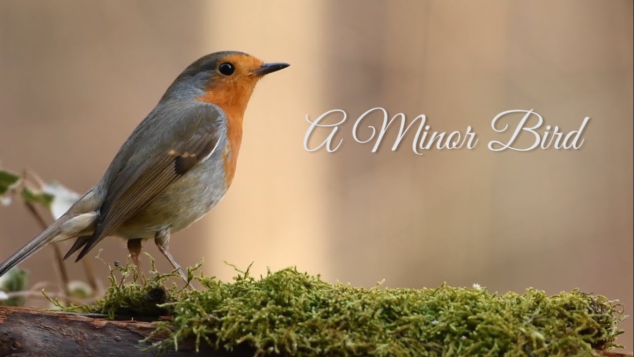 A Minor Bird - Robert Frost