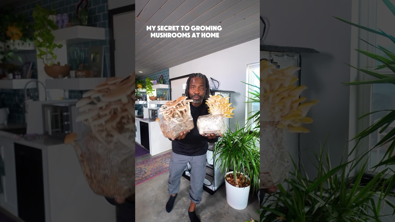 My secret 🤫 to growing mushroom year around at home. @NorthSpore North Spore Partner #growingfood