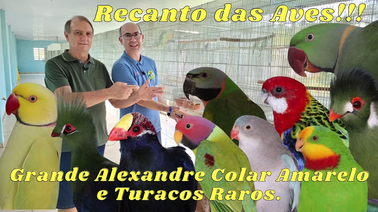 TOZO GRANDE ALEXANDRE COLAR E ASA AMARELO E MUITOS OUTROS PSITACÍDEOS!!!