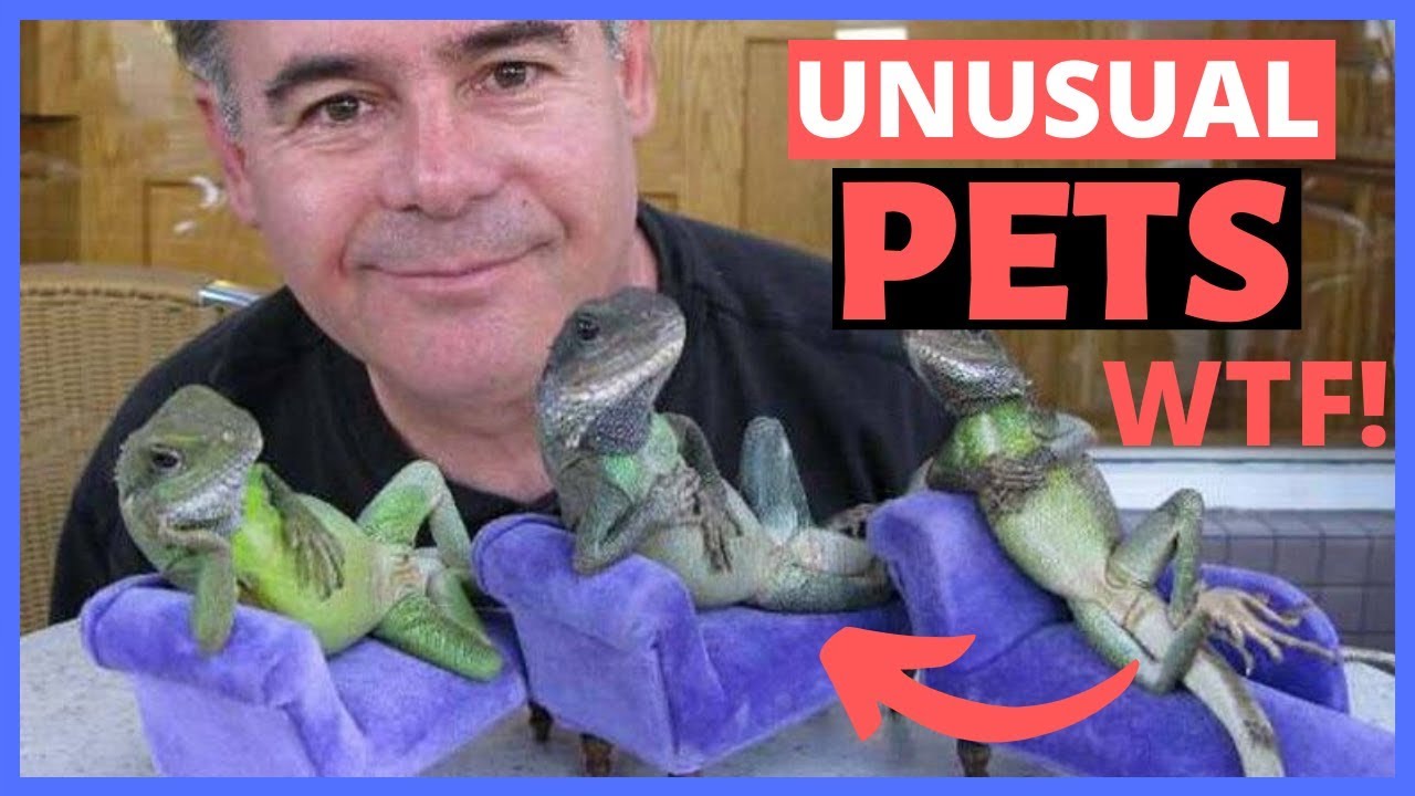 MOST UNUSUAL PETS IN THE WORLD [PETS PEOPLE OWN]