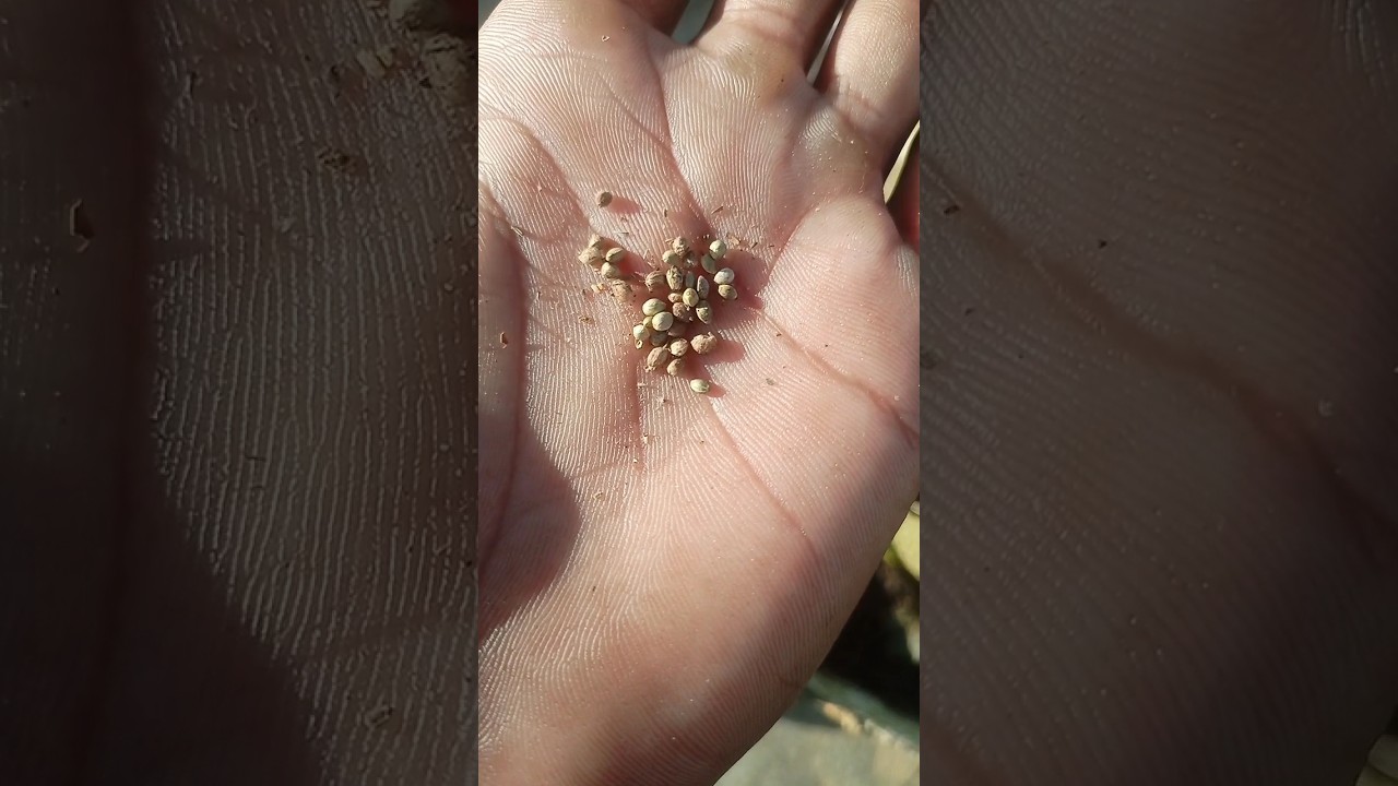 bhang seed #seed #farming #grow #garden #plants @kdmfarminglovers
