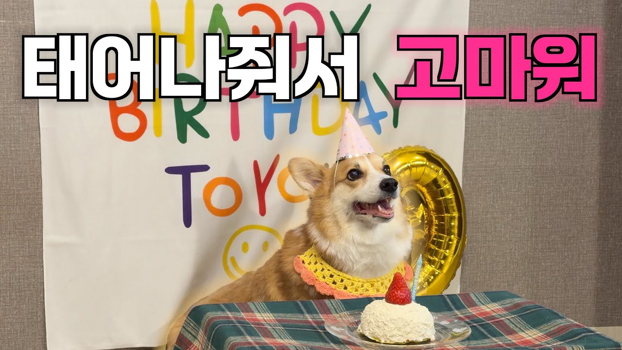 EP6. 울집 강아지 9살 생일｜미용, 산책, 셀프 케이크, 장난감 선물｜강아지 생일파티