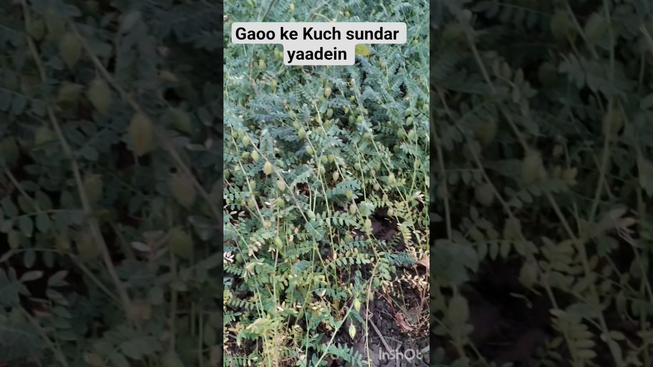 village Life #youtubeshorts #shortvideo #shorts #short #youtubevideos #viralvideo #viral #trending