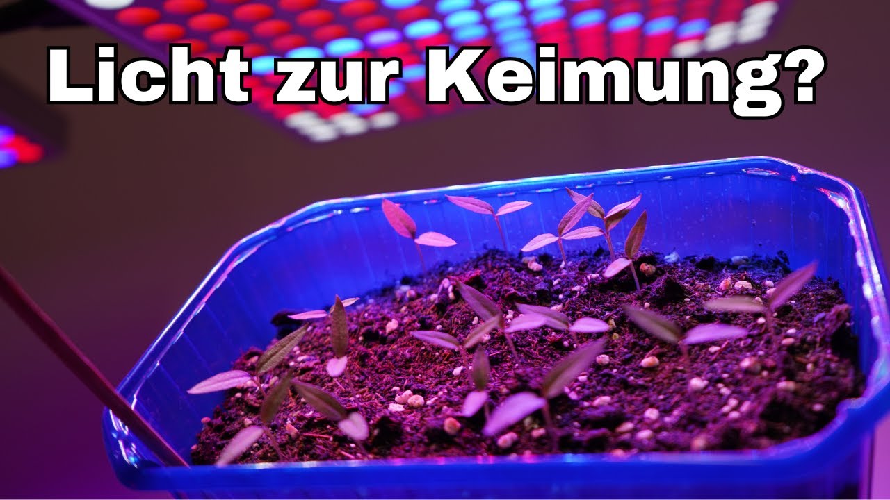 Brauchen Pflanzen Licht zum keimen?💡🪴Lichtkeimer vs. Dunkelkeimer🌱