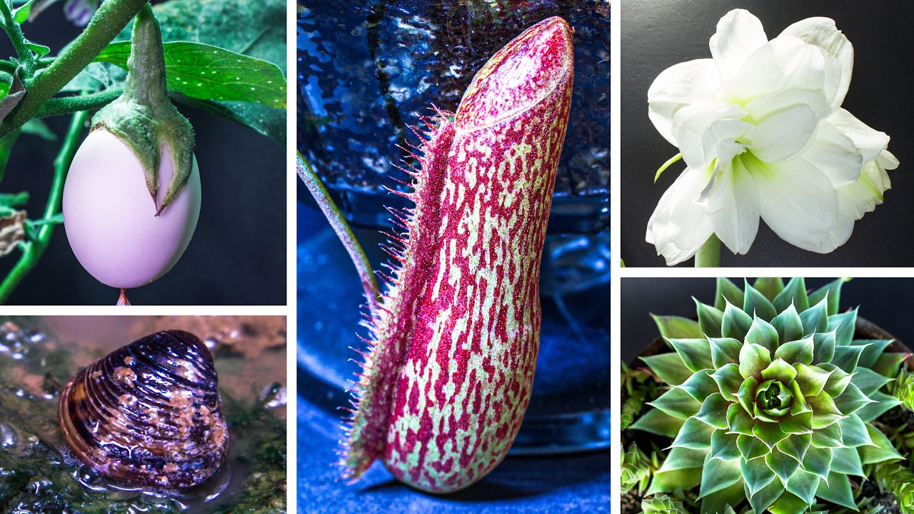 I Filmed These Plants Every Day for 3.5 Years (Time-Lapse)