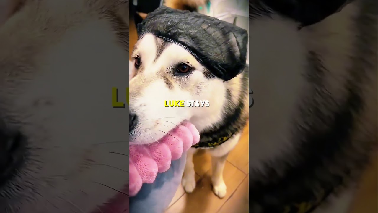 Dog cries until owner returns 🐕😭 #shorts