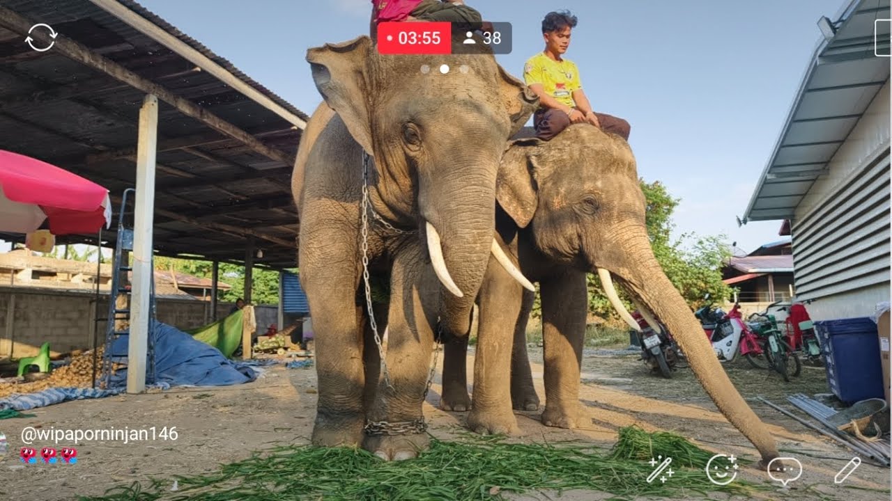 หญ้าครับหญ้า 10มัด100 บัวมาร้าน