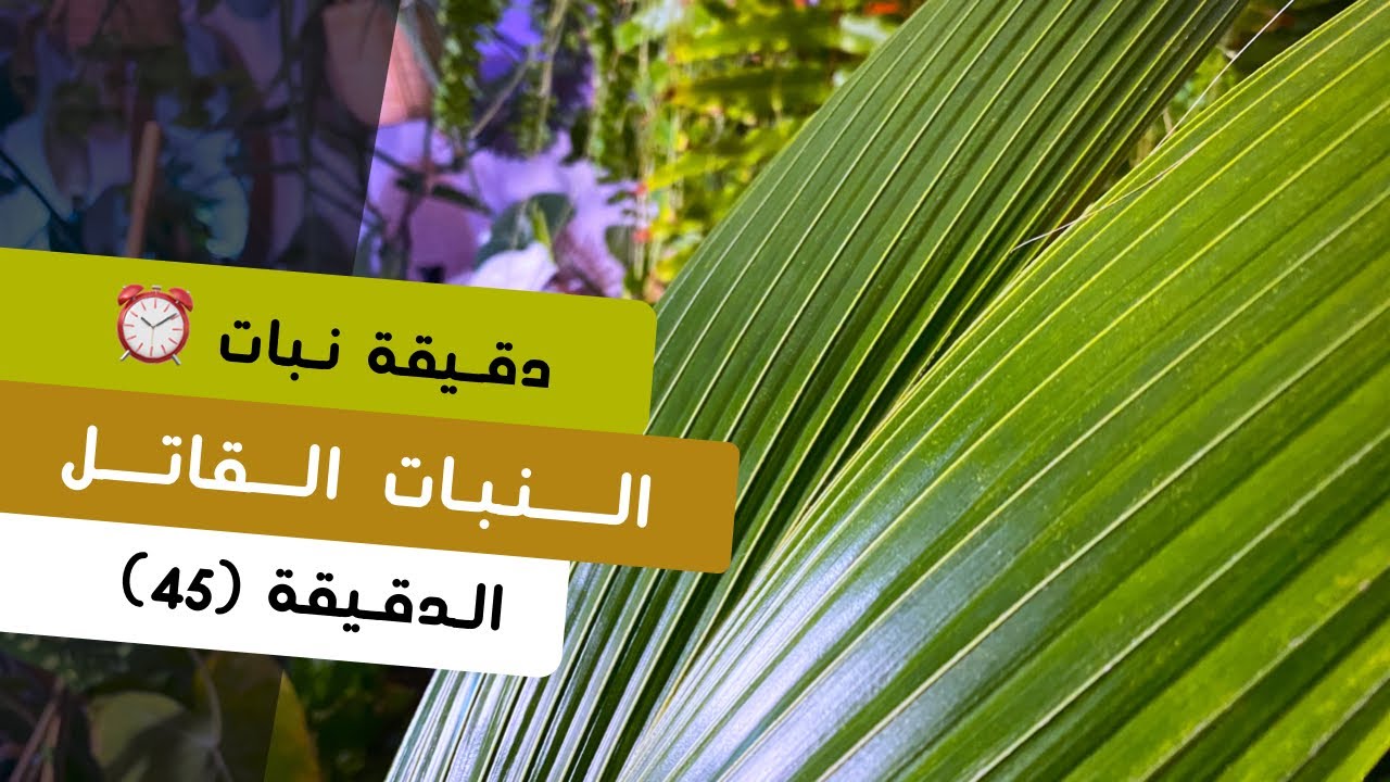 دقيقة نبات |٤٥| النبات القاتل the killer plant