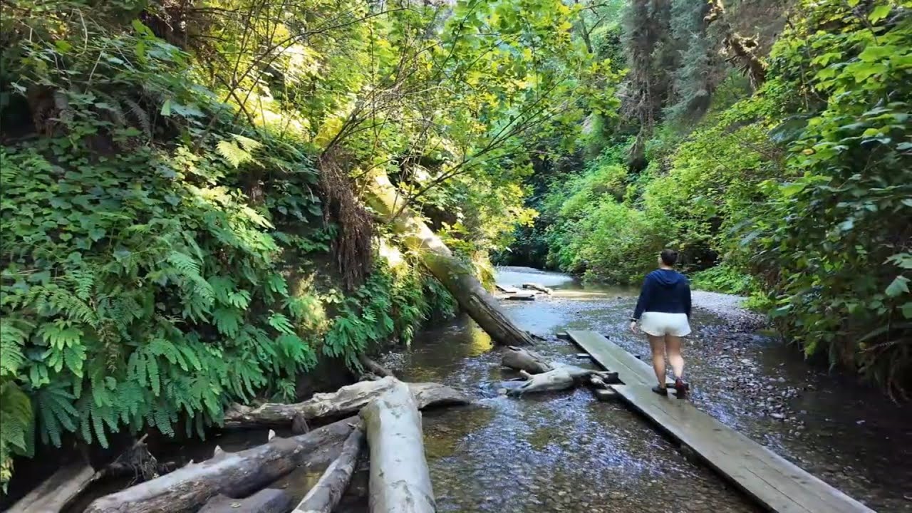 Fern Canyon Certainly Lives Up To It's Name / Prairie Creek Redwoods State Park CA