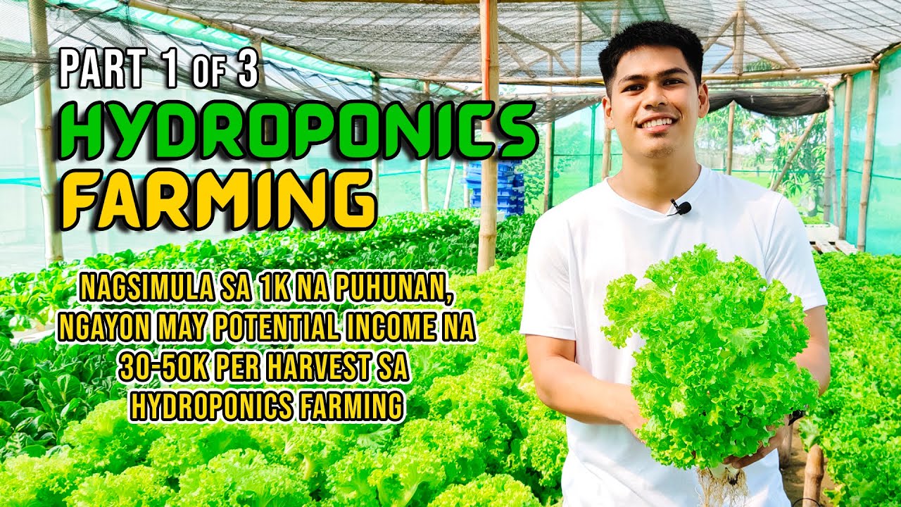 NAGSIMULA SA 1K NA PUHUNAN, NGAYON MAY POTENTIAL INCOME NA 30-50K PER HARVEST SA HYDROPONICS FARMING