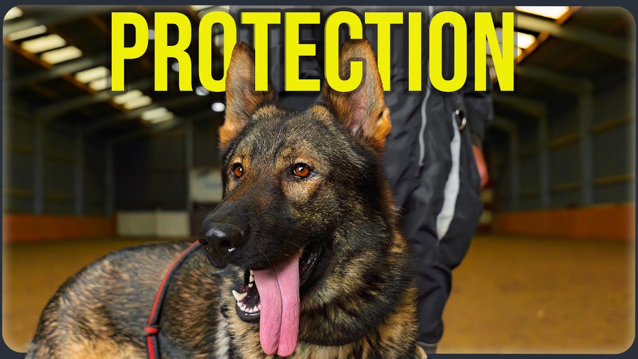 Family Protection Dog