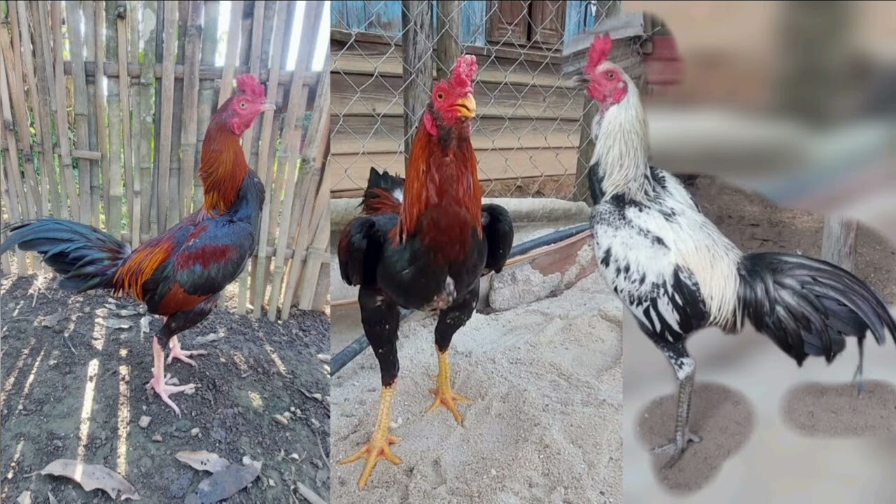 Qhia kev tu Qaib Mo Yuav tu li cas thiaj ua tau qaib keej 6 koj
