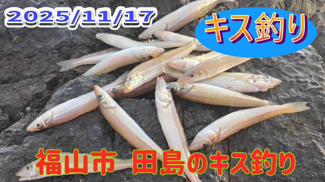 田島でキス釣りをしながらナブラ待ち。ベイトはいても、ナブラが出ない。