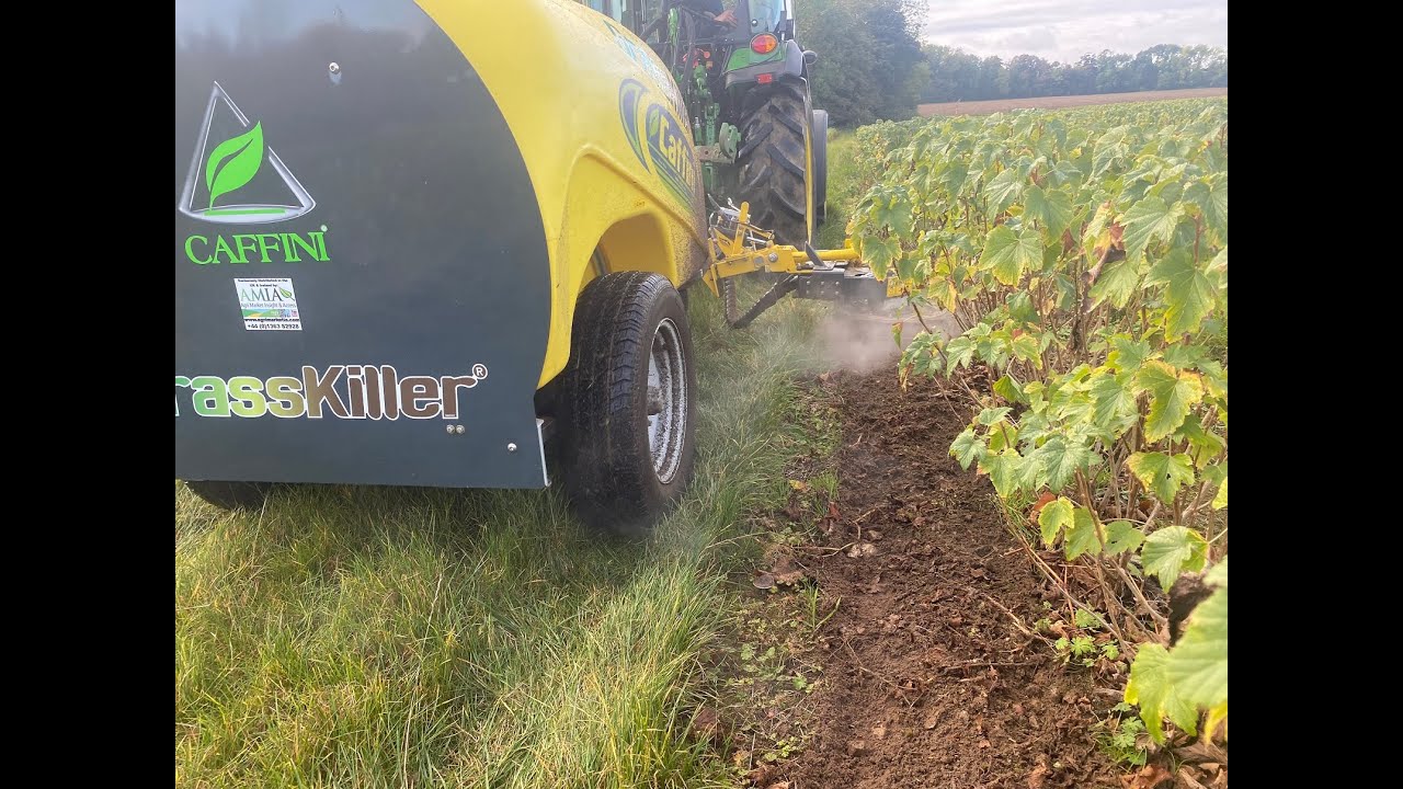 CAFFINI GrassKiller Chemical Free Weeder working in Blackcurrants in the UK - Distributed by AMIA