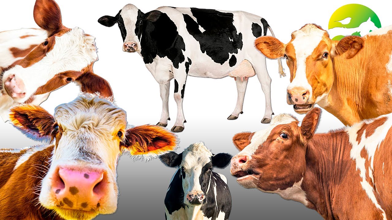 Learn The Cow Classification - Characteristics of Animals