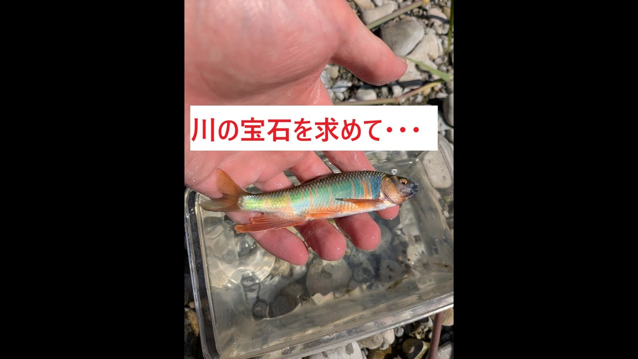 こんなに美しい魚が日本の川にいるんです。