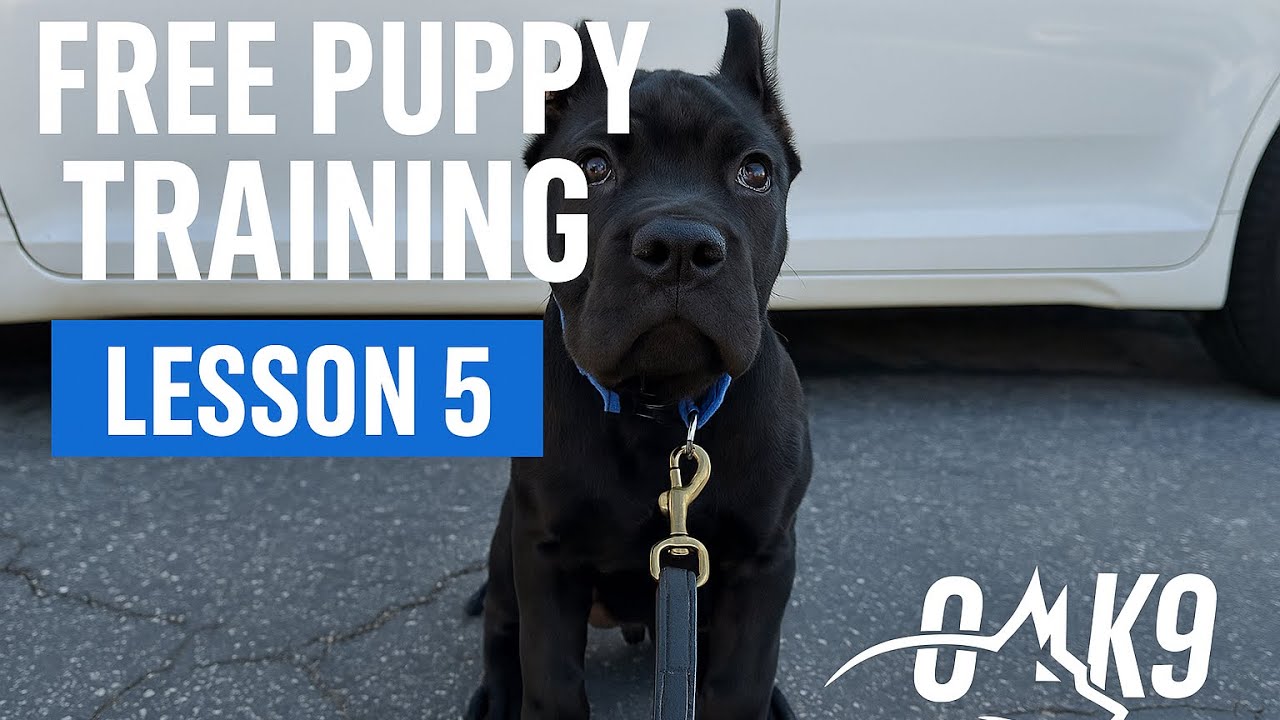 Free puppy training! 