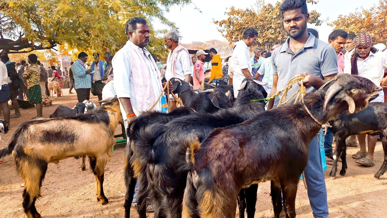 పెబ్బేరు సంతలో మేకపోతుల ధరలు-pebbair goat market-goat price-every Saturday goat market pebbair-goat🐐